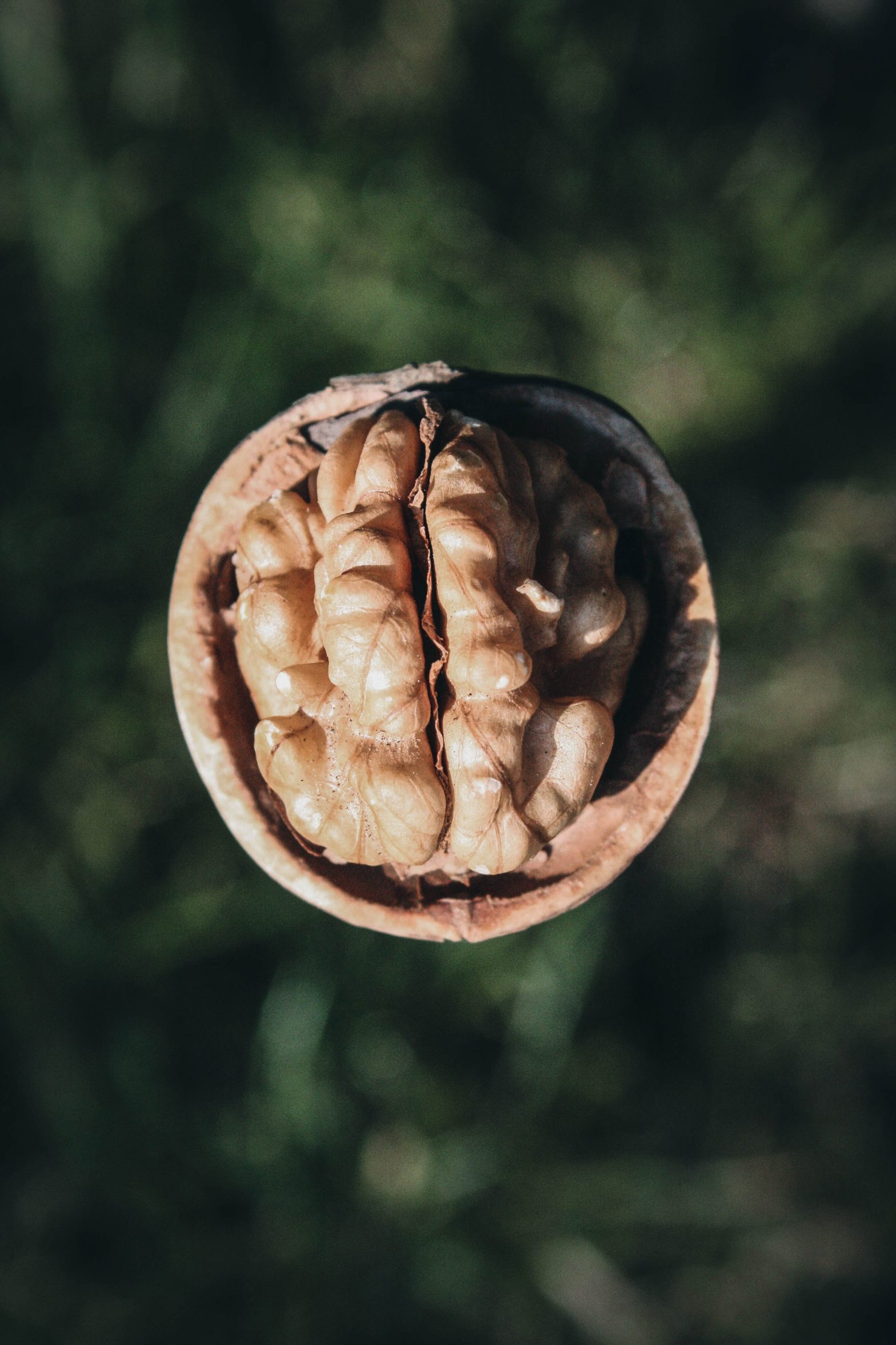A walnut in its shell that looks like a healthy brain.